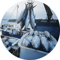 Tủ cấp đông nhanh cho cá đông lạnh